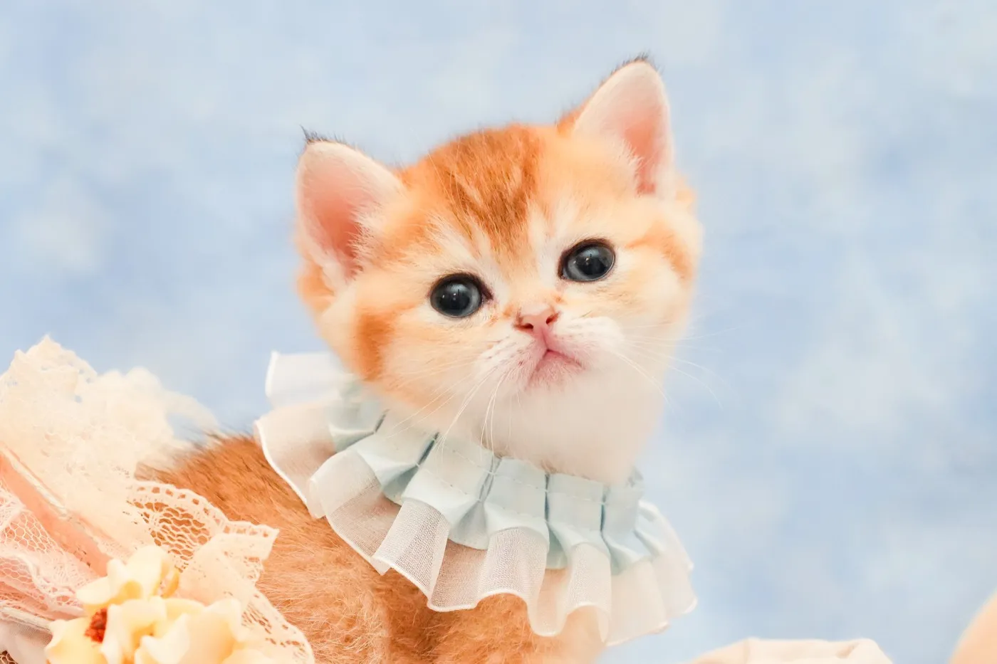 ブリティッシュのブルーくんの写真2