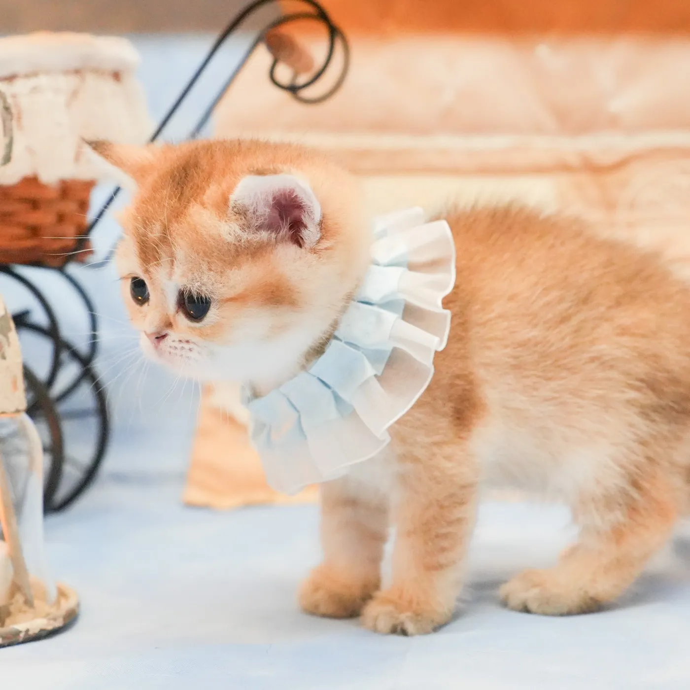 ブリティッシュのブルーくんの写真3