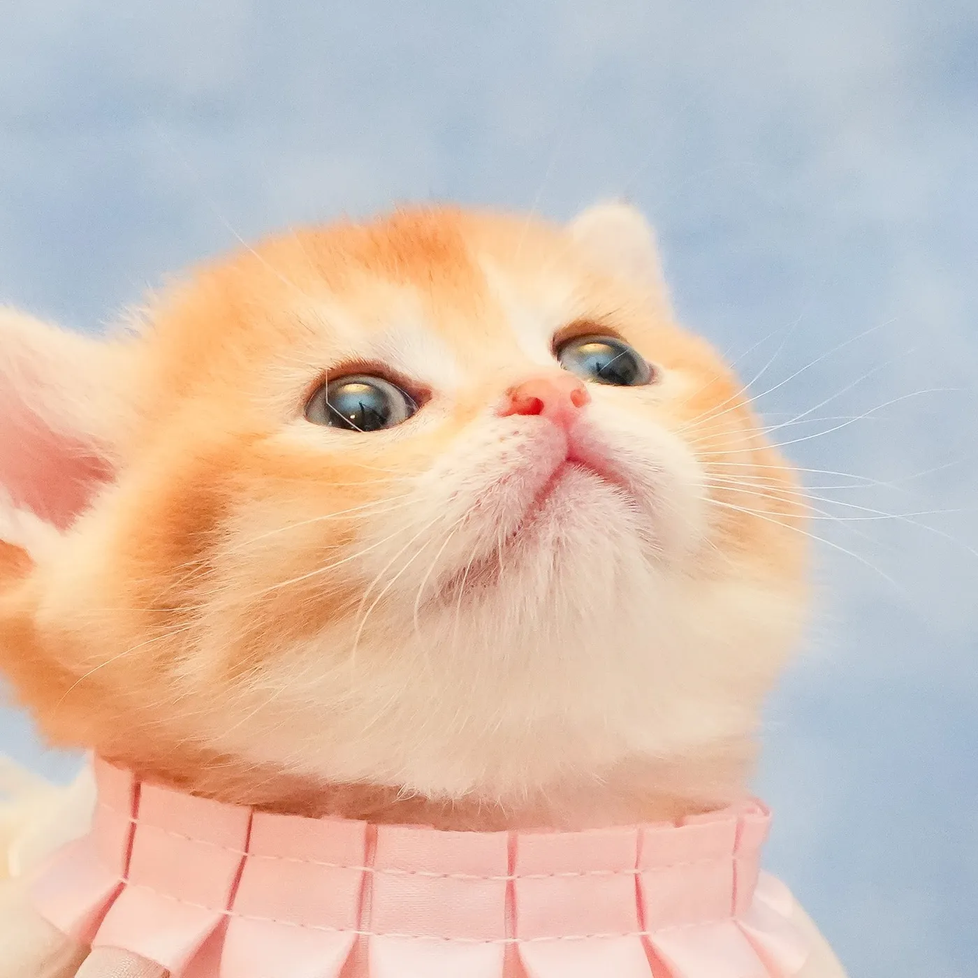 ブリティッシュのピンクちゃんの写真3