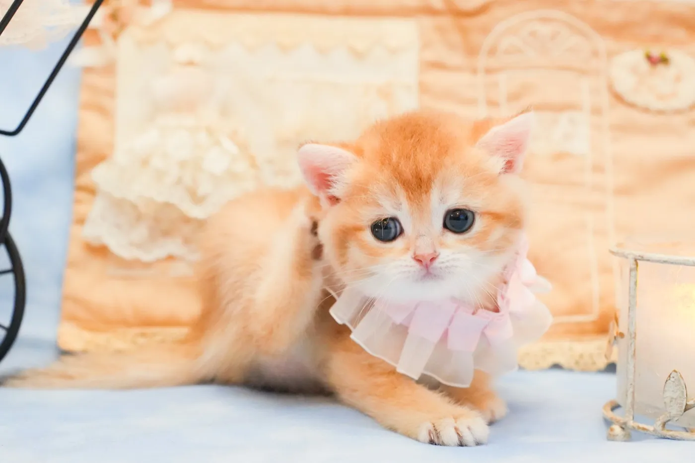 ブリティッシュのピンクちゃんの写真4