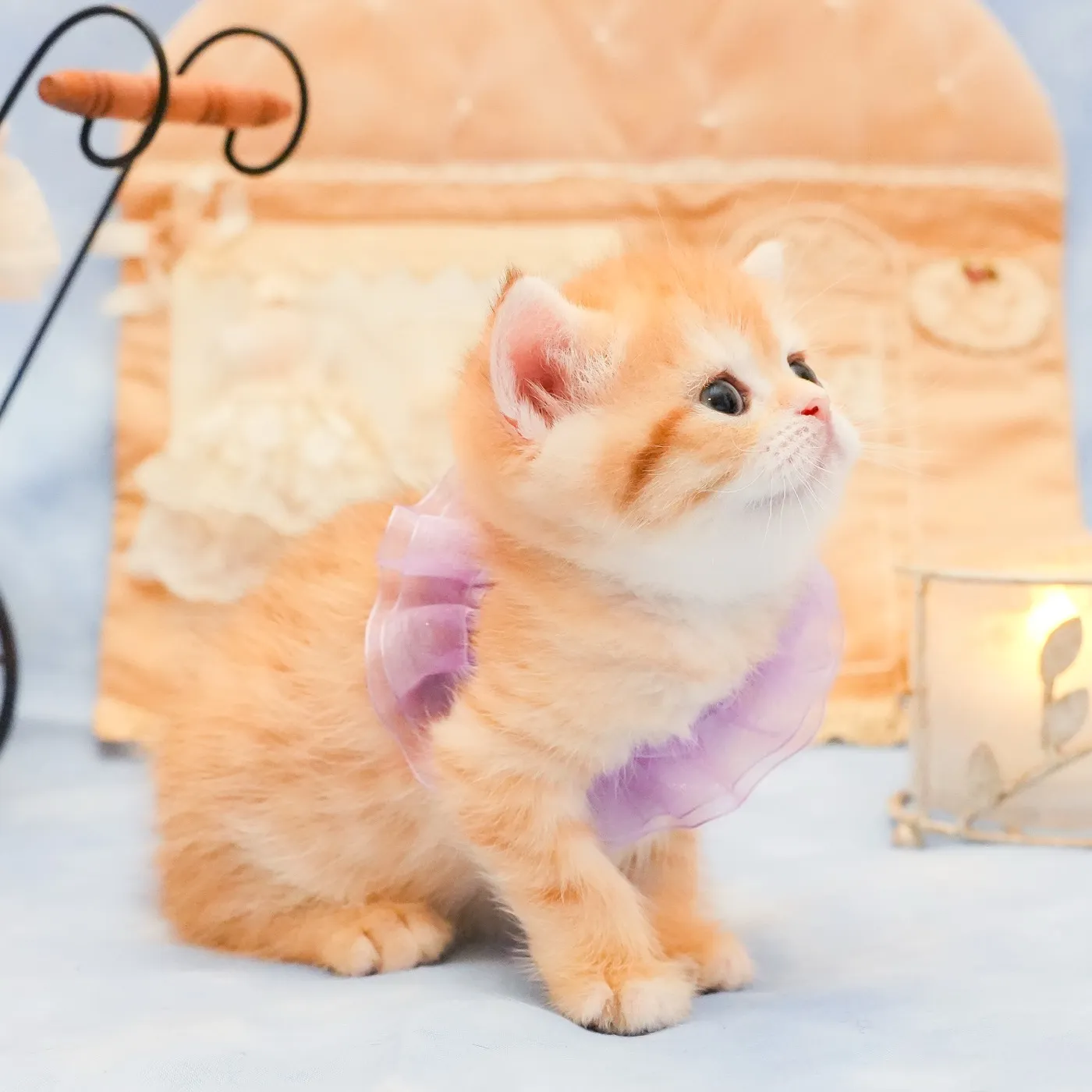 ブリティッシュのパープルくんの写真5