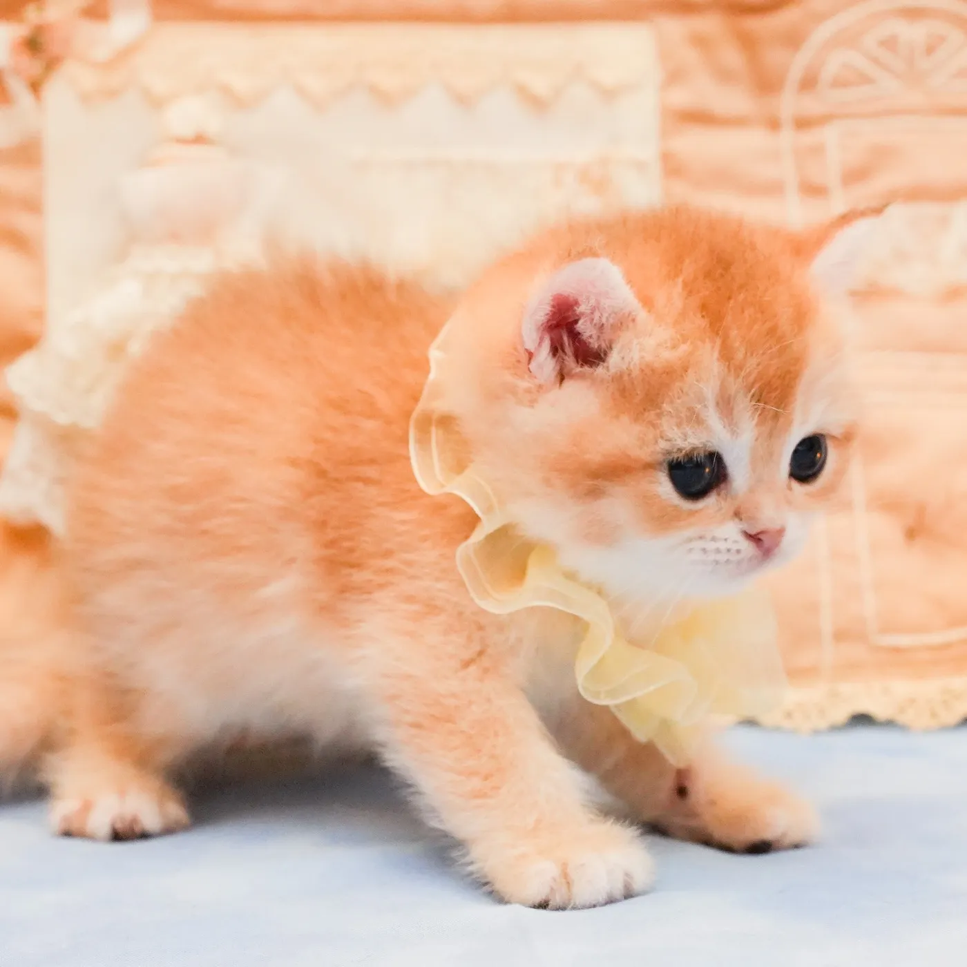 ブリティッシュのイエローくんの写真5