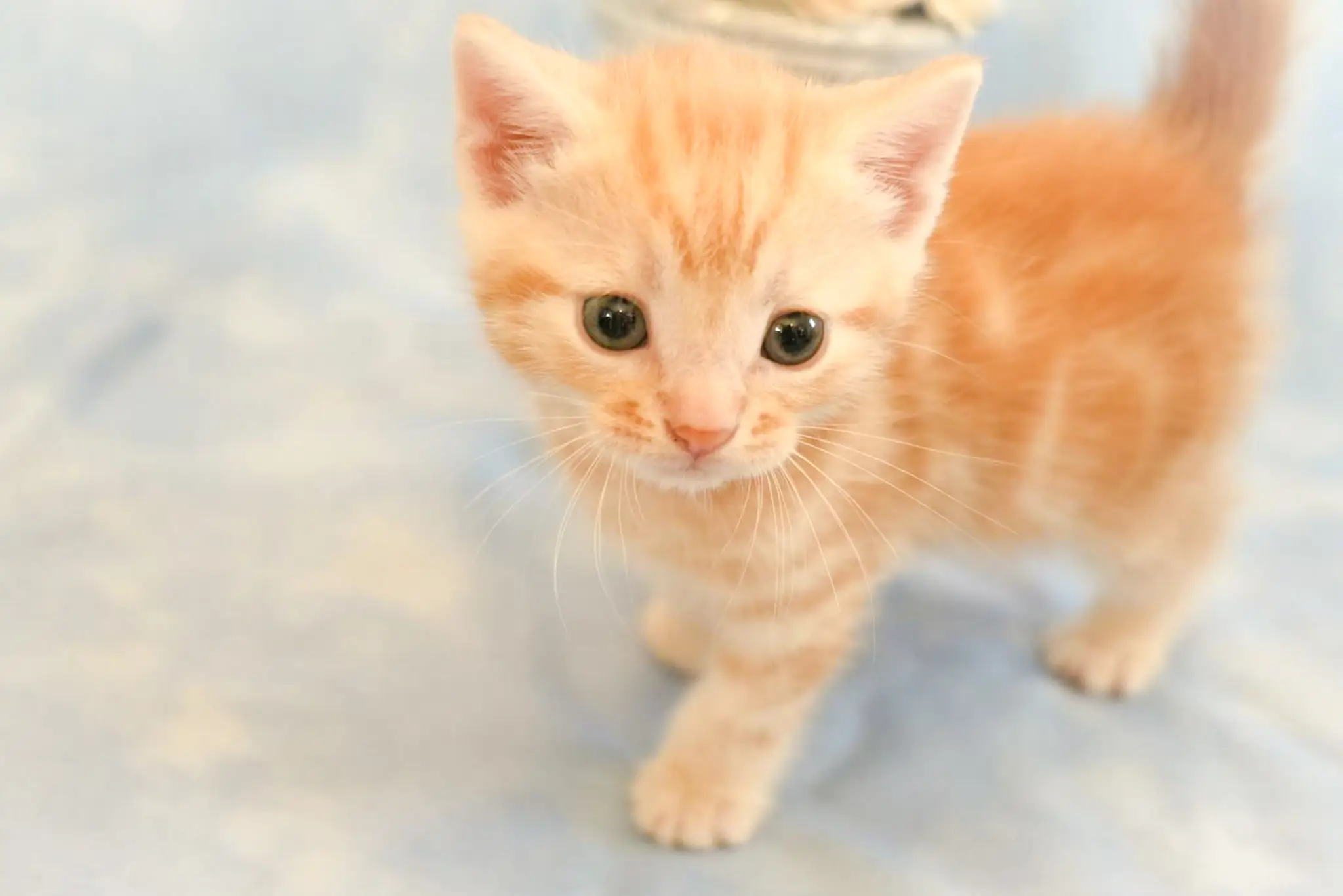 アメリカンショートヘアの子猫