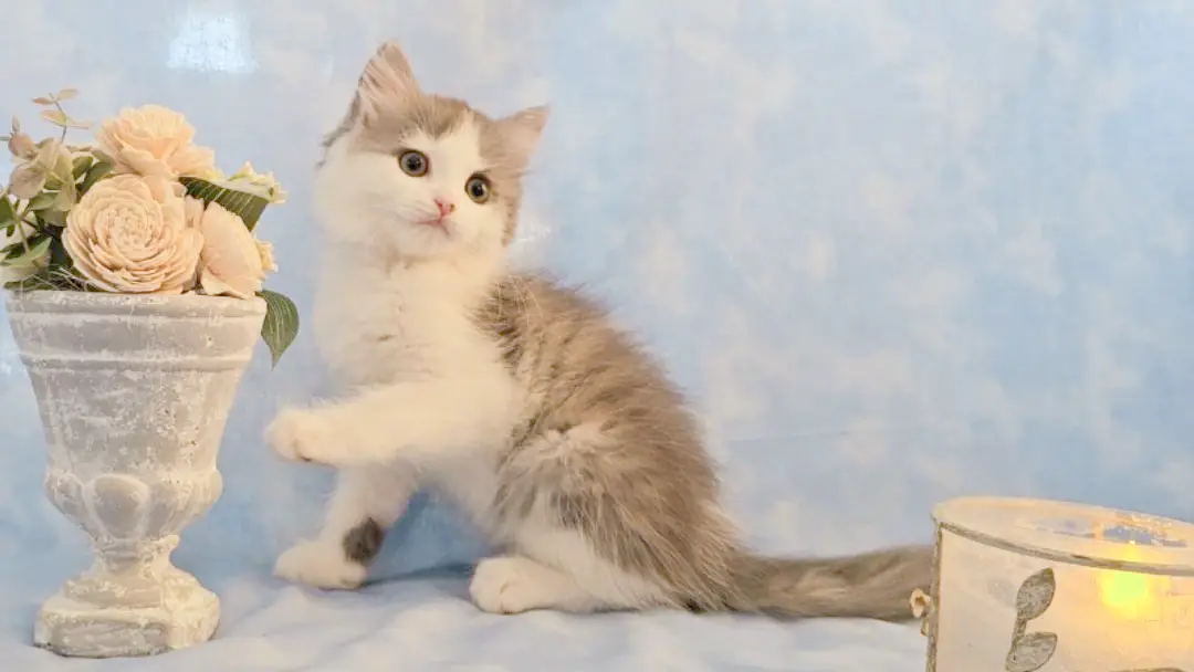 ミヌエット(長足)の子猫
