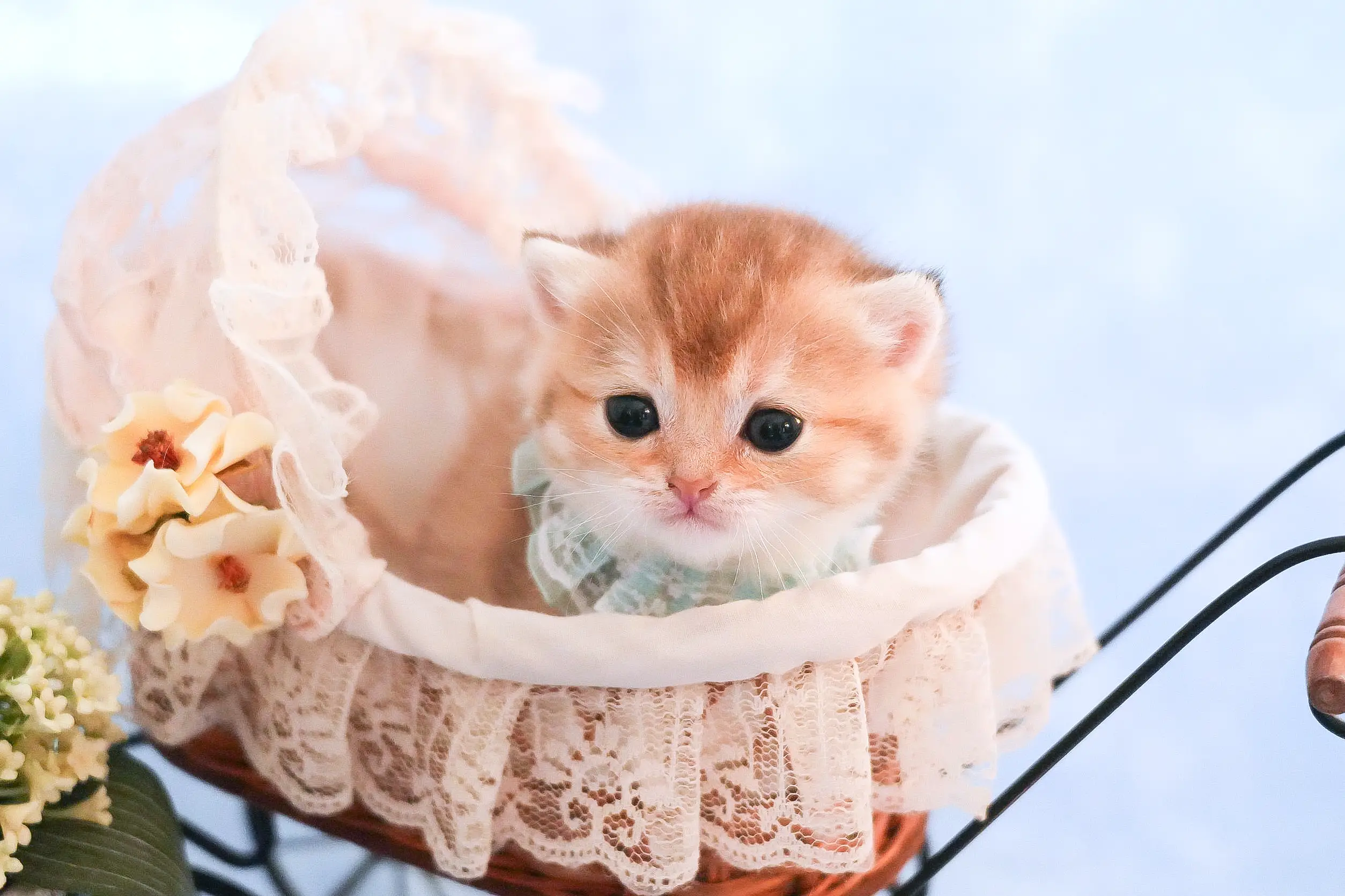 ブリティッシュショートヘアの子猫