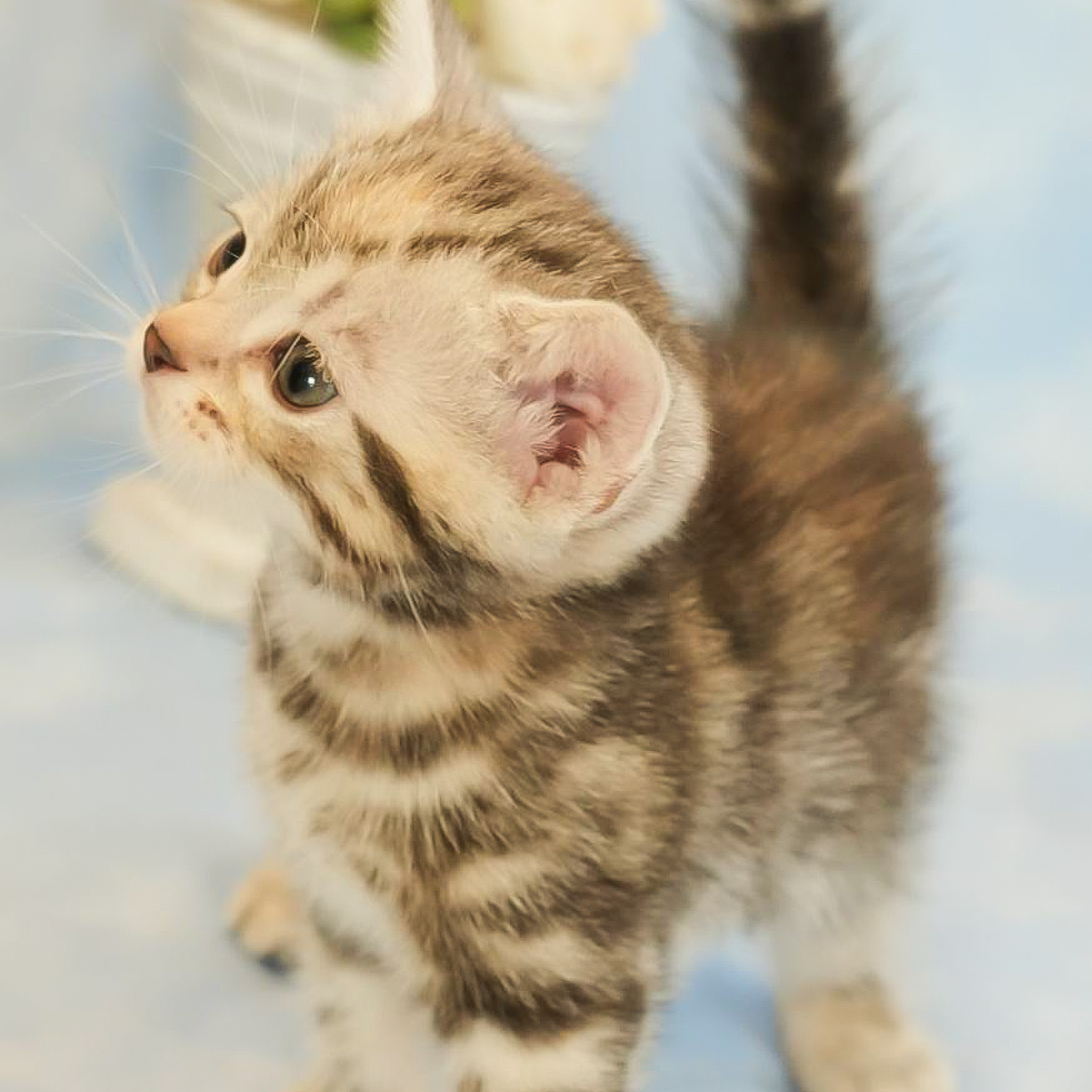 アメリカンショートヘアの子猫