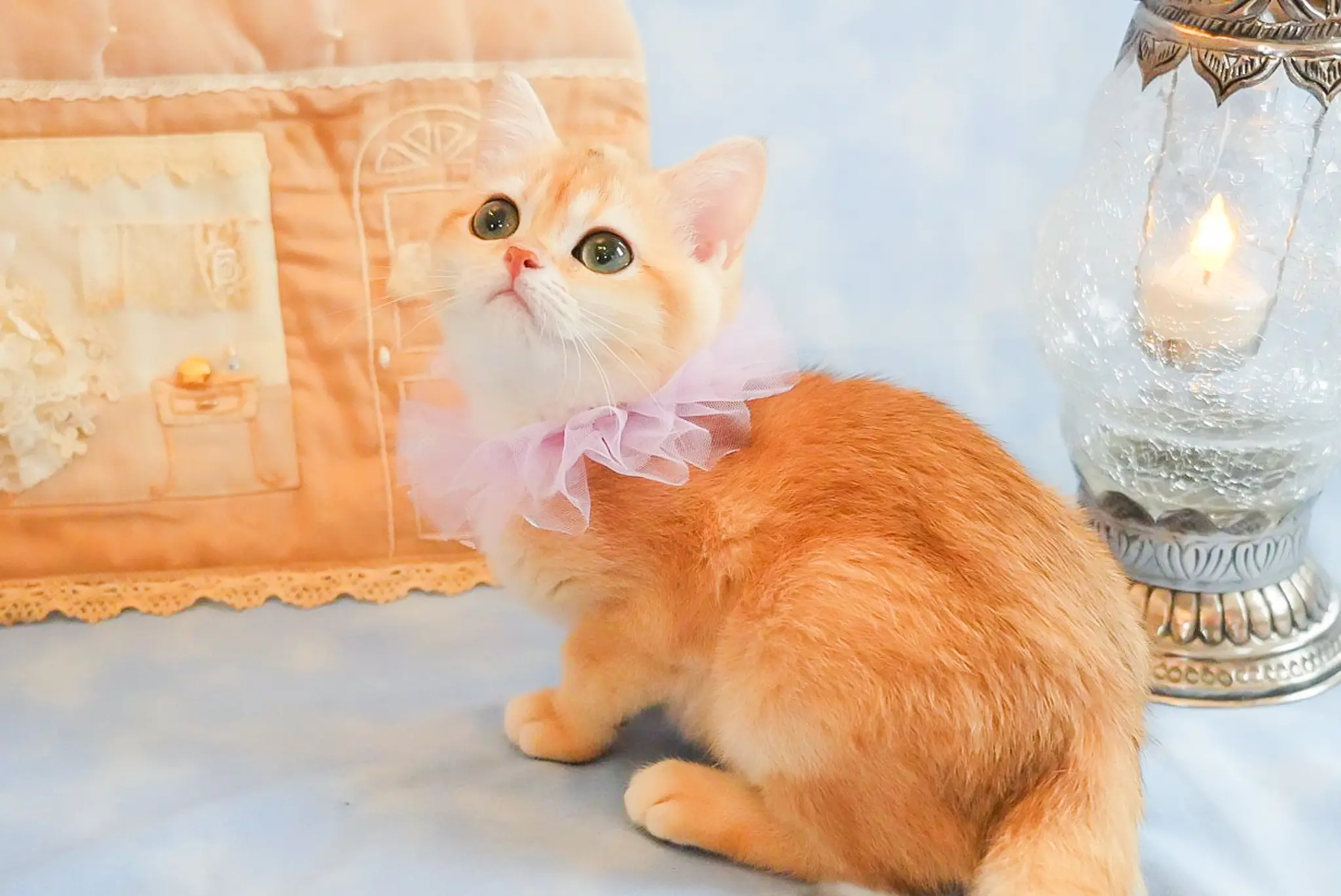 ブリティッシュショートヘアの子猫