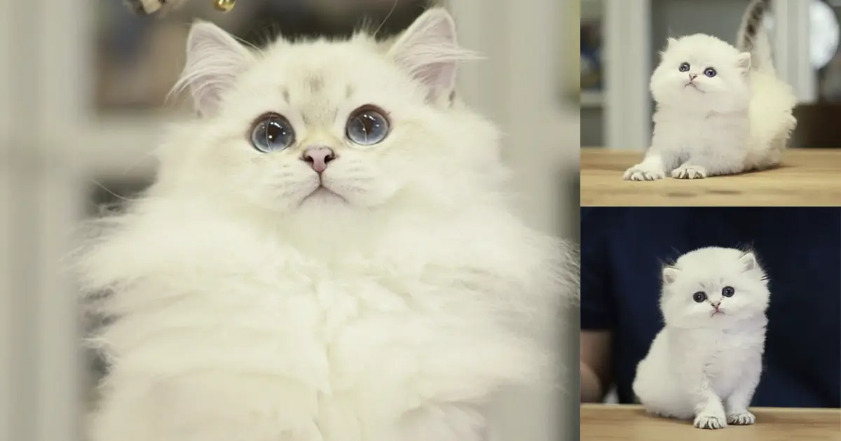 【新しい家族紹介】ブリティッシュロングヘアのウイリアム君|猫舎シャンテ