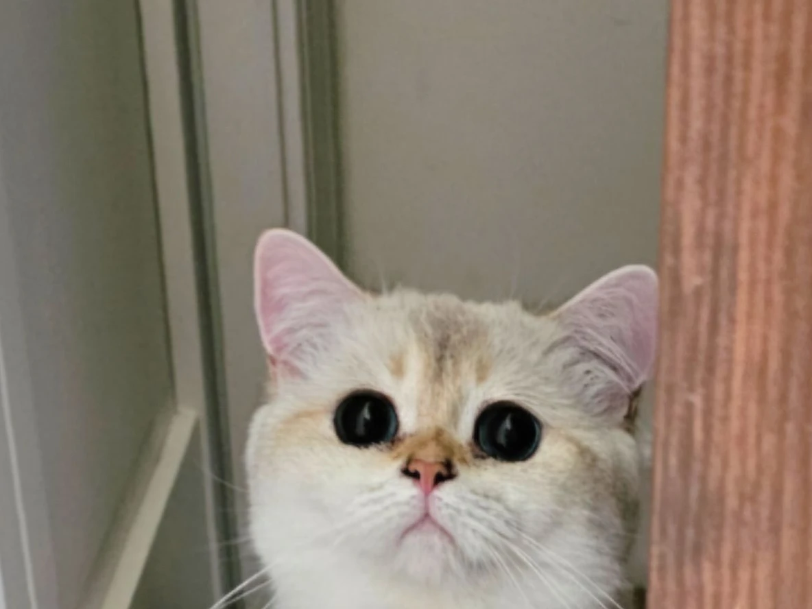 ブリティッシュショートヘアのパパ猫 ボヌール