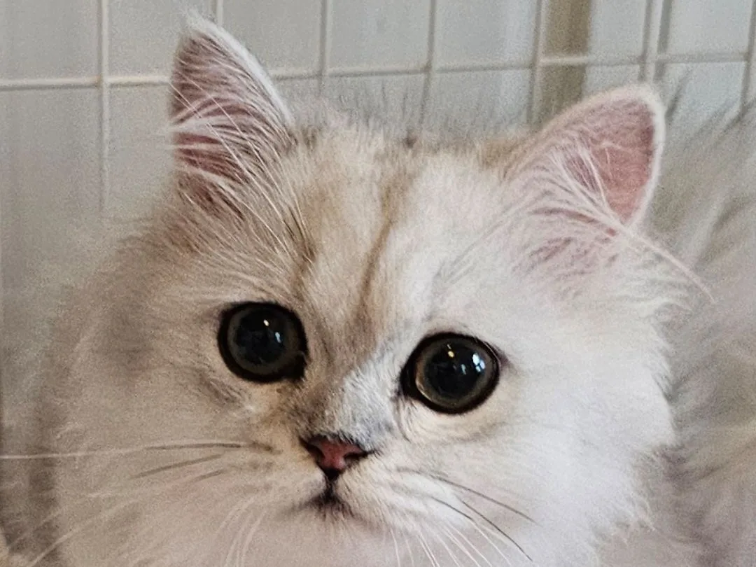 ペルシャのパパ猫 エリック
